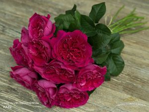 ROSE D. AUSTIN KATE 50